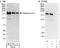 Diaphanous Related Formin 1 antibody, NB600-230, Novus Biologicals, Western Blot image 