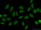 RNA Binding Motif Protein 8A antibody, 14958-1-AP, Proteintech Group, Immunofluorescence image 