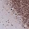 Spliceosome Associated Factor 3, U4/U6 Recycling Protein antibody, HPA044322, Atlas Antibodies, Immunohistochemistry frozen image 