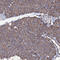 Von Willebrand Factor A Domain Containing 8 antibody, HPA039075, Atlas Antibodies, Immunohistochemistry frozen image 