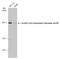 Acetyl-CoA Carboxylase Alpha antibody, GTX133974, GeneTex, Western Blot image 