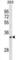 Olfactory Receptor Family 52 Subfamily I Member 1 antibody, abx030871, Abbexa, Western Blot image 