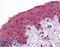  antibody, 46-938, ProSci, Western Blot image 