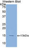 Lymphotoxin Alpha antibody, MBS2001372, MyBioSource, Western Blot image 