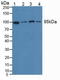 Eukaryotic Translation Elongation Factor 2 antibody, LS-C374487, Lifespan Biosciences, Western Blot image 