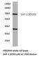 Protein Tyrosine Phosphatase Non-Receptor Type 6 antibody, LS-C176300, Lifespan Biosciences, Western Blot image 