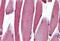 Paired Box 3 antibody, MBS245842, MyBioSource, Immunohistochemistry frozen image 