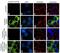 Claudin 3 antibody, 711190, Invitrogen Antibodies, Immunofluorescence image 