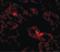 Ankyrin Repeat Domain 54 antibody, LS-B4608, Lifespan Biosciences, Immunofluorescence image 