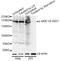 Structural Maintenance Of Chromosomes 1A antibody, STJ22400, St John