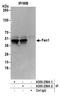 Flap Structure-Specific Endonuclease 1 antibody, A300-256A, Bethyl Labs, Immunoprecipitation image 