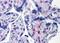 Placenta Enriched 1 antibody, orb94592, Biorbyt, Immunohistochemistry paraffin image 