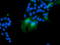 VHL Binding Protein 1 antibody, TA504895, Origene, Immunofluorescence image 