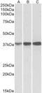 Isocitrate Dehydrogenase (NAD(+)) 3 Alpha antibody, EB10995, Everest Biotech, Western Blot image 