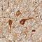 Neurofilament Light antibody, MAB2216, R&D Systems, Immunohistochemistry paraffin image 