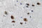 Sodium Voltage-Gated Channel Alpha Subunit 2 antibody, LS-C177619, Lifespan Biosciences, Immunohistochemistry frozen image 