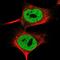 SH2 Domain Containing 4B antibody, NBP1-90896, Novus Biologicals, Immunofluorescence image 