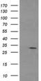 Tryptase Gamma 1 antibody, NBP2-46197, Novus Biologicals, Western Blot image 