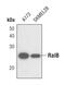 RAS Like Proto-Oncogene B antibody, PA5-17204, Invitrogen Antibodies, Western Blot image 