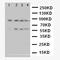 ADAM Metallopeptidase Domain 17 antibody, orb11646, Biorbyt, Western Blot image 