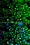 Molybdenum Cofactor Synthesis 3 antibody, LS-C349091, Lifespan Biosciences, Immunofluorescence image 