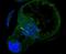 SEL1L Adaptor Subunit Of ERAD E3 Ubiquitin Ligase antibody, NBP2-76965, Novus Biologicals, Immunofluorescence image 