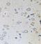 Protein MEMO1 antibody, FNab05122, FineTest, Immunohistochemistry frozen image 