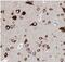 Solute Carrier Family 6 Member 4 antibody, FNab10277, FineTest, Immunohistochemistry frozen image 