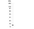 Prolactin antibody, R30123, NSJ Bioreagents, Western Blot image 