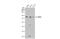 Bromodomain Containing 9 antibody, GTX121386, GeneTex, Western Blot image 