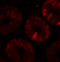 TOX antibody, 6987, ProSci Inc, Immunofluorescence image 