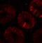 Thymocyte selection-associated high mobility group box protein TOX antibody, 6987, ProSci Inc, Immunofluorescence image 