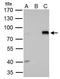 AT-Rich Interaction Domain 3A antibody, GTX114367, GeneTex, Immunoprecipitation image 
