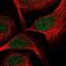 Transcription Factor 7 antibody, NBP2-58213, Novus Biologicals, Immunocytochemistry image 