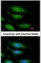 FA Complementation Group G antibody, PA5-27117, Invitrogen Antibodies, Immunofluorescence image 