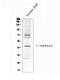 NPHS2 Stomatin Family Member, Podocin antibody, PA1322-1, Boster Biological Technology, Western Blot image 