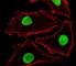 Small Ubiquitin Like Modifier 2 antibody, F52344-0.4ML, NSJ Bioreagents, Immunofluorescence image 