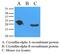 Crystallin Alpha A antibody, MCA2696, Bio-Rad (formerly AbD Serotec) , Western Blot image 