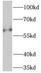 Trichoplein Keratin Filament Binding antibody, FNab08557, FineTest, Western Blot image 