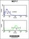 Hydroxysteroid 11-Beta Dehydrogenase 2 antibody, 64-100, ProSci, Flow Cytometry image 