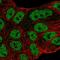 ATP Binding Cassette Subfamily A Member 6 antibody, HPA067180, Atlas Antibodies, Immunofluorescence image 