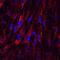 Otolin 1 antibody, MAB8045, R&D Systems, Immunofluorescence image 