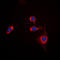 Signal Regulatory Protein Alpha antibody, LS-C353657, Lifespan Biosciences, Immunofluorescence image 