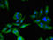 BLNK antibody, orb53675, Biorbyt, Immunocytochemistry image 
