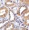 Thioredoxin Interacting Protein antibody, 7941, ProSci, Immunohistochemistry frozen image 