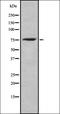 Olfactory Receptor Family 4 Subfamily C Member 12 antibody, orb337491, Biorbyt, Western Blot image 