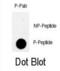 RAD9 Checkpoint Clamp Component A antibody, abx031902, Abbexa, Immunohistochemistry paraffin image 