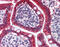 Cadherin 17 antibody, 51-900, ProSci, Immunohistochemistry paraffin image 