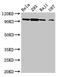 Greatwall protein kinase antibody, CSB-PA846629LA01HU, Cusabio, Western Blot image 