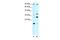 Poly(ADP-Ribose) Polymerase Family Member 11 antibody, PA5-40775, Invitrogen Antibodies, Western Blot image 